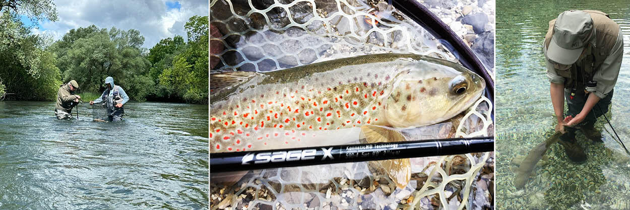 Beautiful wild brown trout from Slovenia