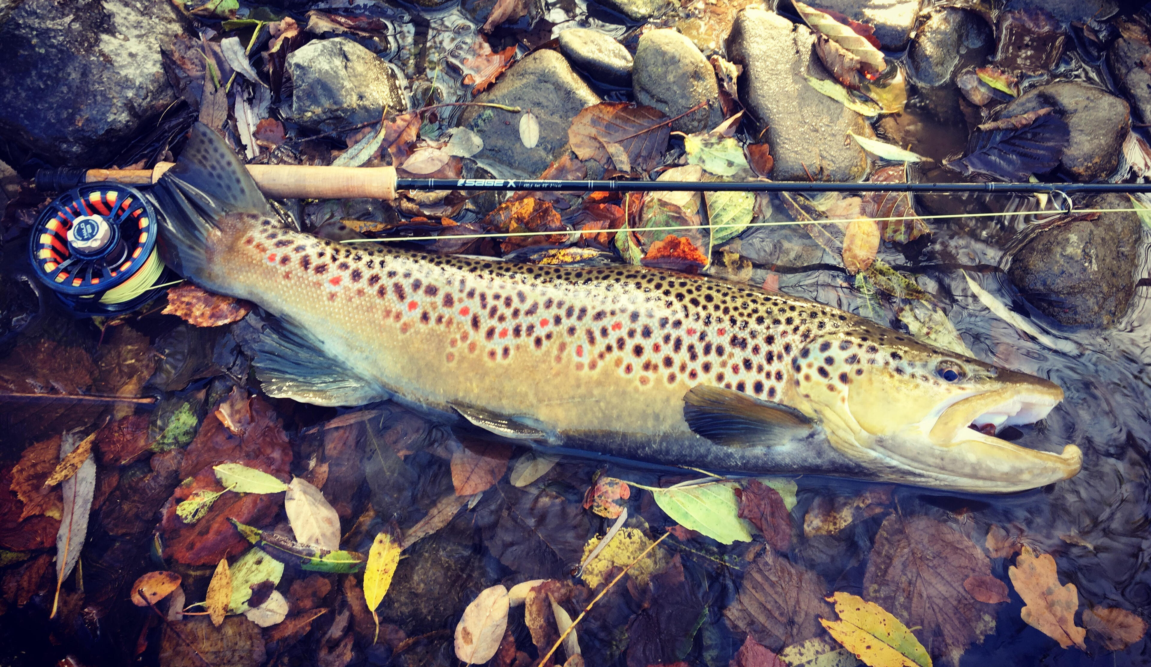 Beautiful brown trout in autumn in Slovenia